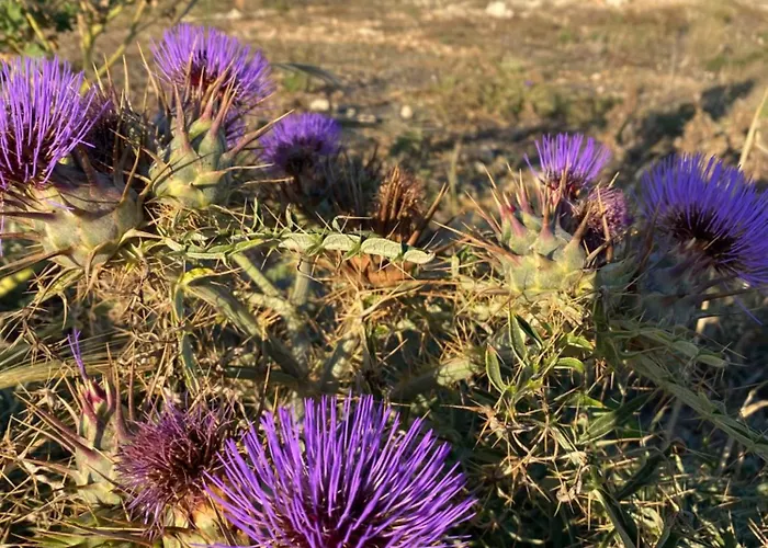 Pembroke Suites فندق مبيت وإفطار 3*